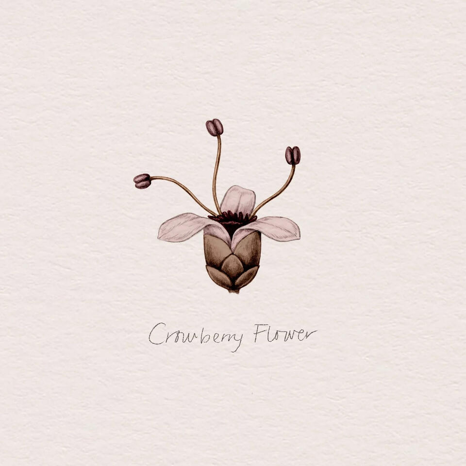 Revling / Crowberry (Empetrum nigrum) illustration Anne Løvenskjold