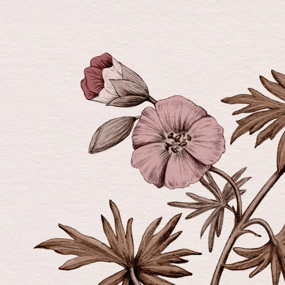 Geranium sanguineum / blodrød storkenæb illustration Anne Løvenskjold