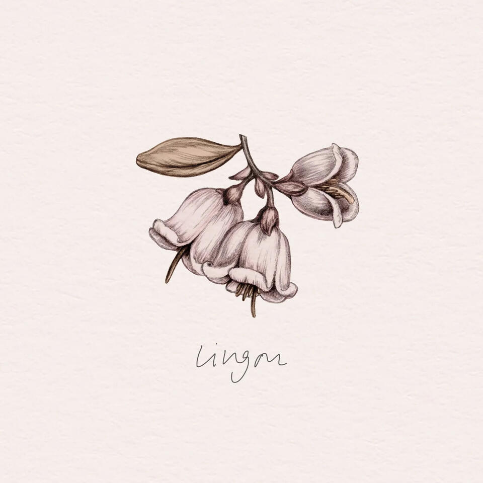 Tyttebær / Lingonberry (Vaccinium vitis-idaea) illustration Anne Løvenskjold