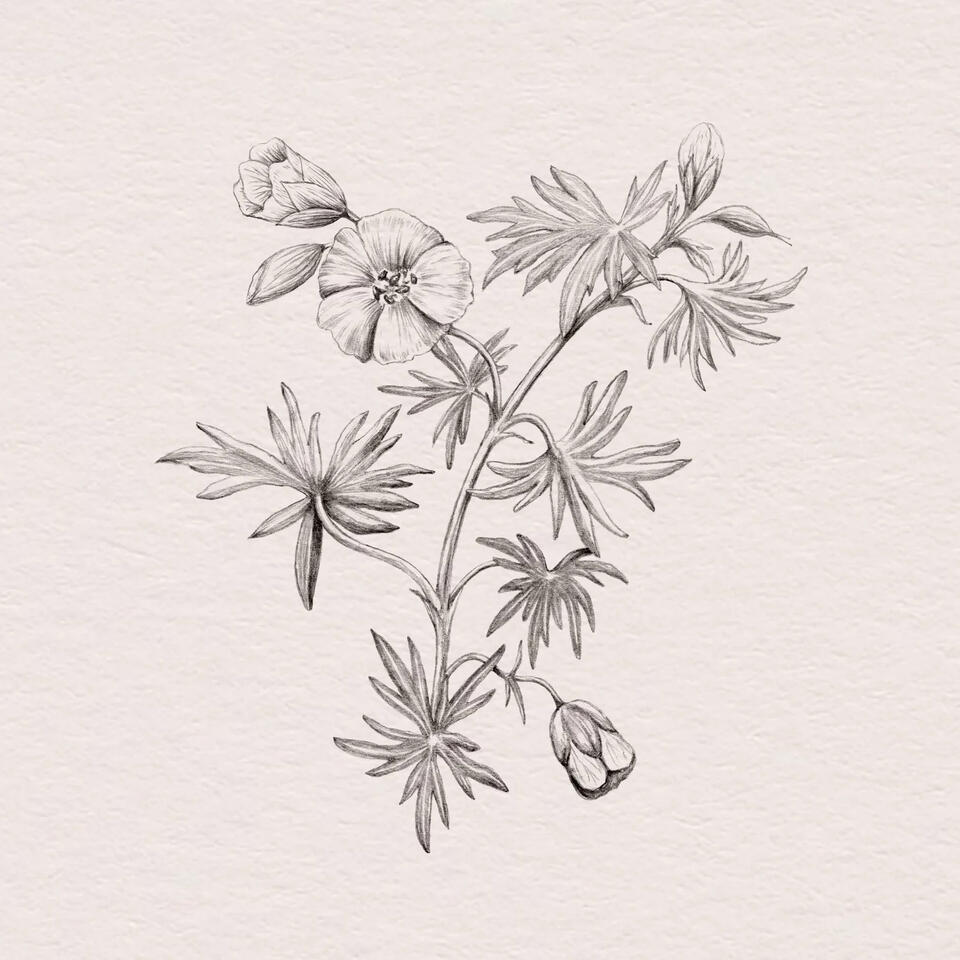 Geranium sanguineum / blodrød storkenæb illustration Anne Løvenskjold