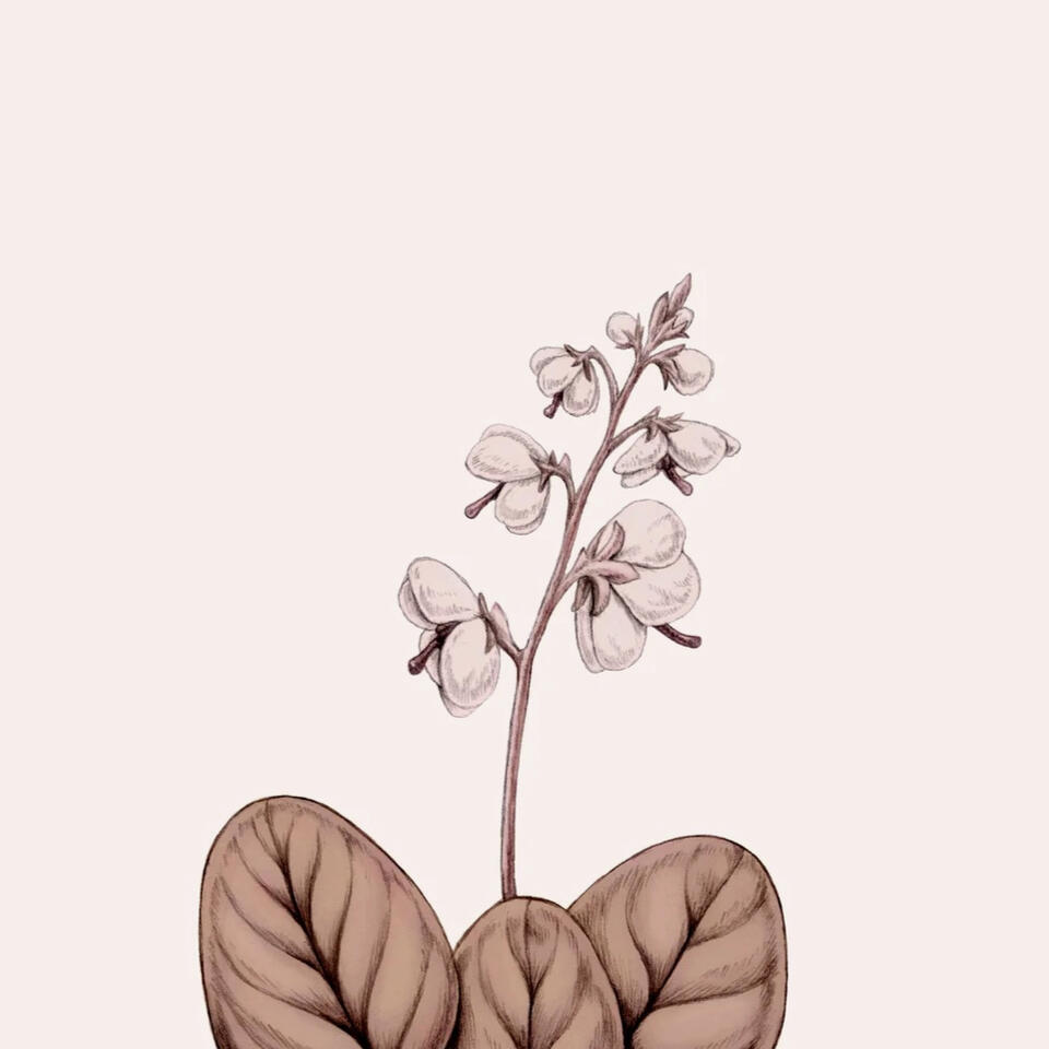 Liden vintergrøn illustration Anne Løvenskjold