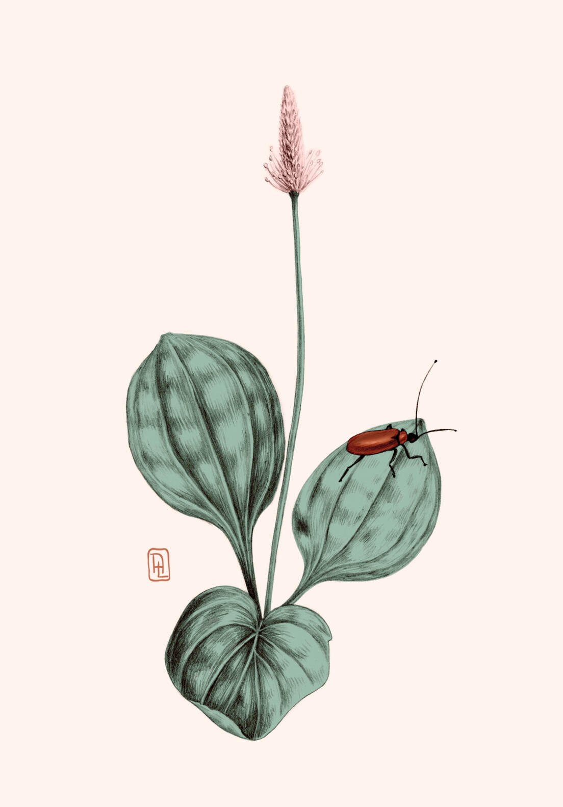 Illustration Anne Løvenskjold