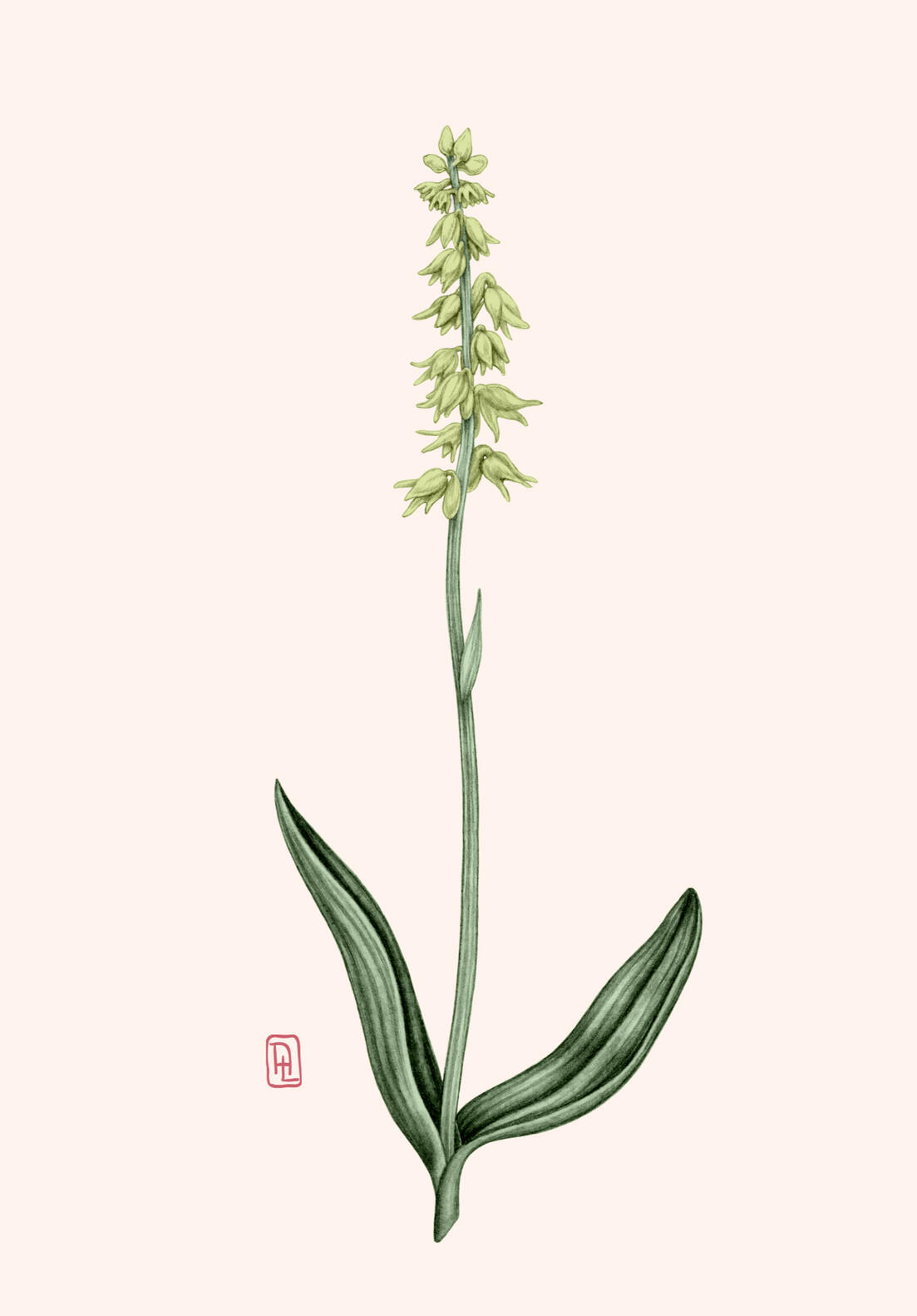 Illustration Anne Løvenskjold