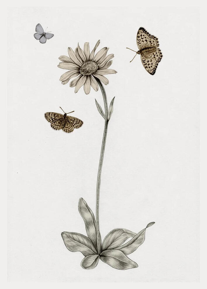 Guldblomme Illustration Anne Løvenskjold