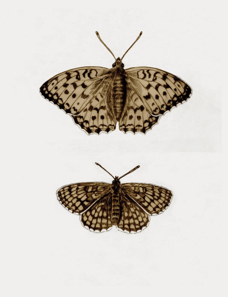 Sommerfugle brun pletvinge og skovperlemorsommerfugl Illustration Anne Løvenskjold