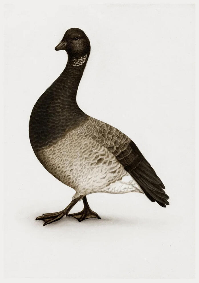 Lysbuget knortegås Illustration Anne Løvenskjold