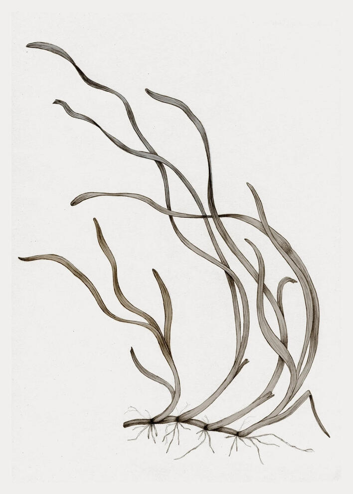 Ålegræs Illustration Anne Løvenskjold