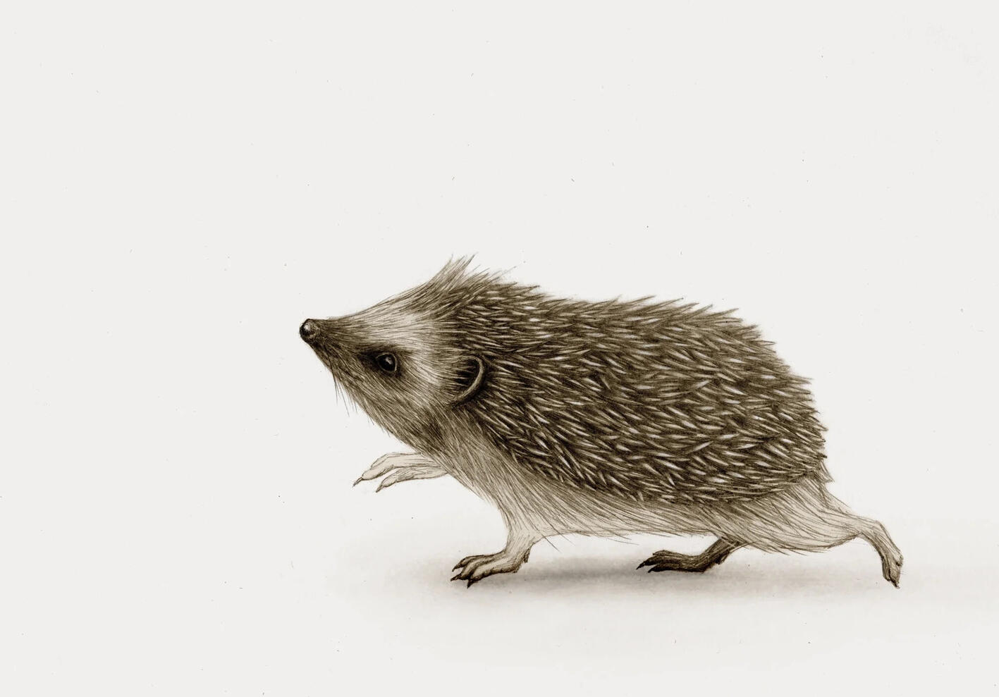 Pindsvin Illustration Anne Løvenskjold