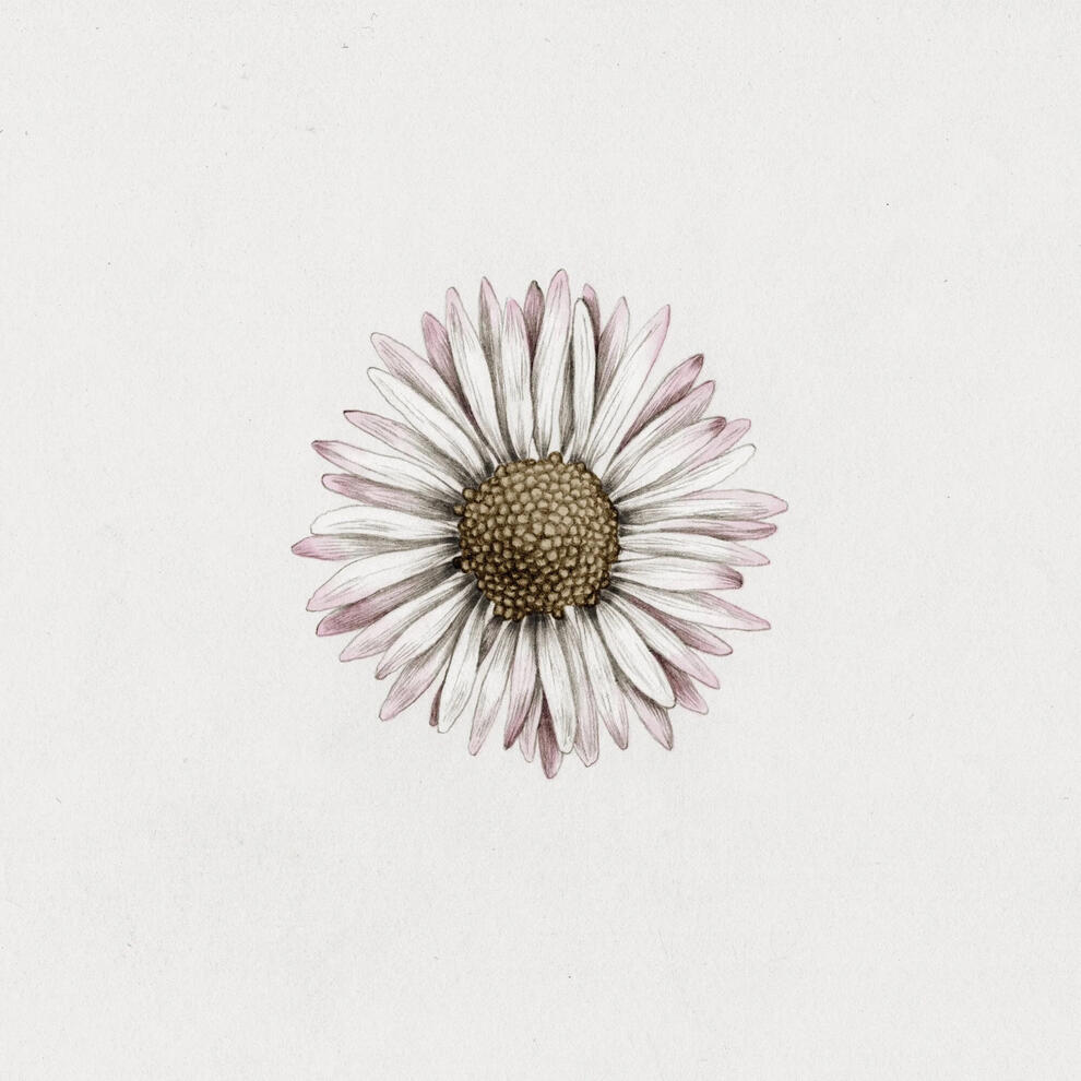 Bellis Illustration Tattoo Anne Løvenskjold