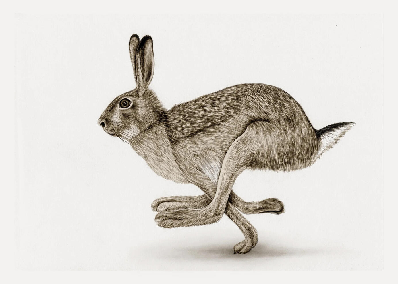 Hare Illustration Anne Løvenskjold