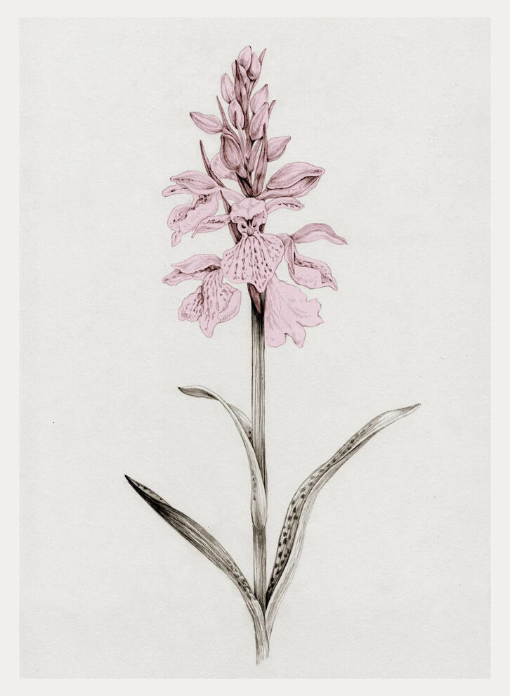 Gøgeurt Orkidé Illustration Anne Løvenskjold