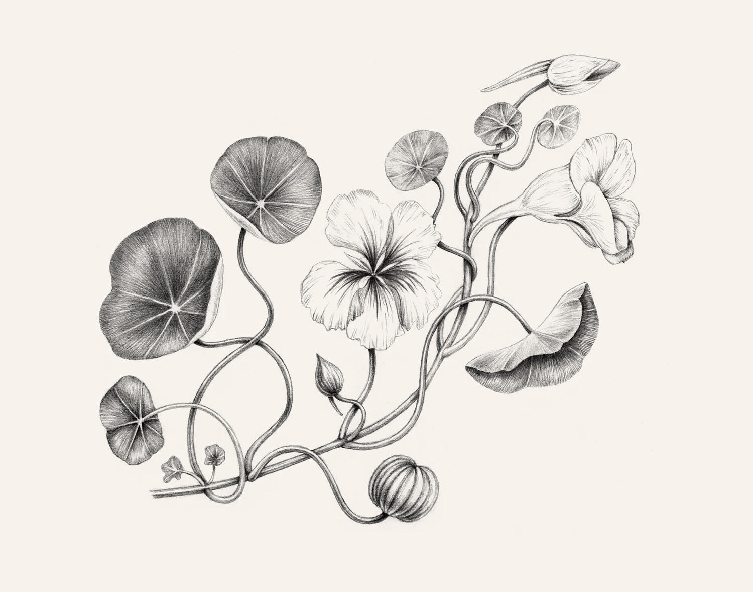 Nasturtium illustration – Anne Løvenskjold for Sigridsminde
