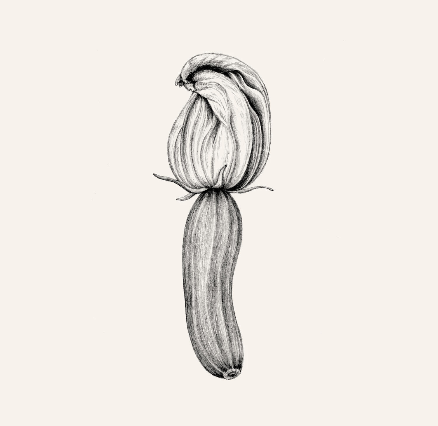 Zucchini illustration – Anne Løvenskjold for Sigridsminde