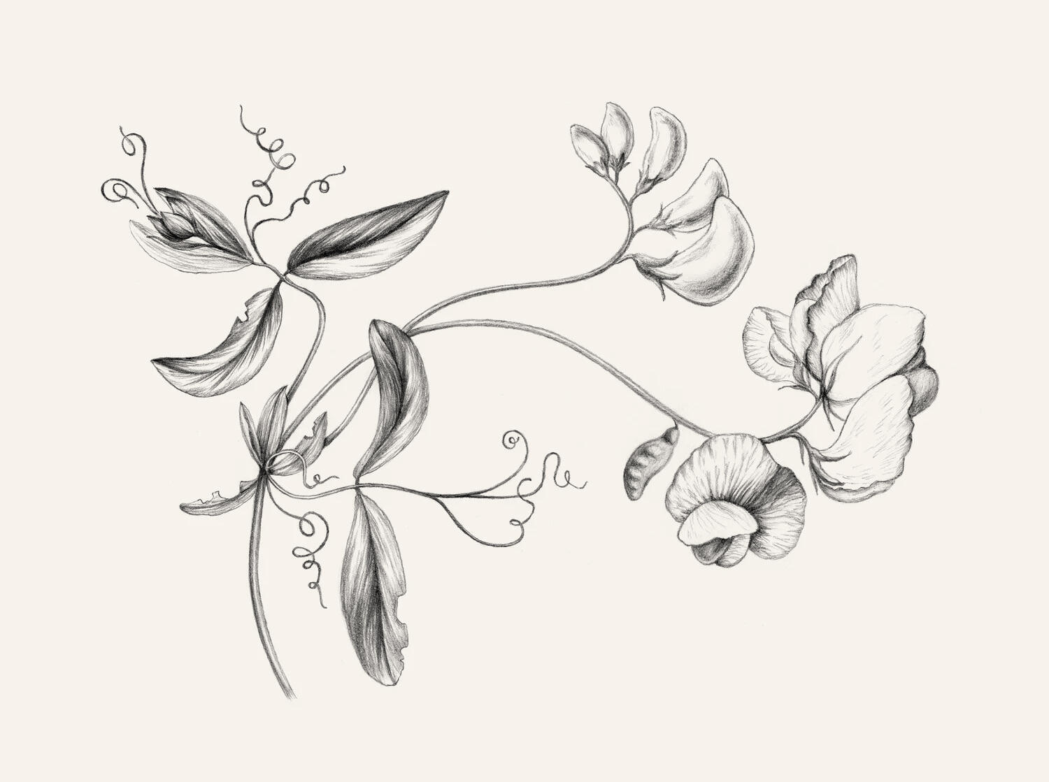 Ærteblomst / Lathyrus illustration – Anne Løvenskjold for Sigridsminde