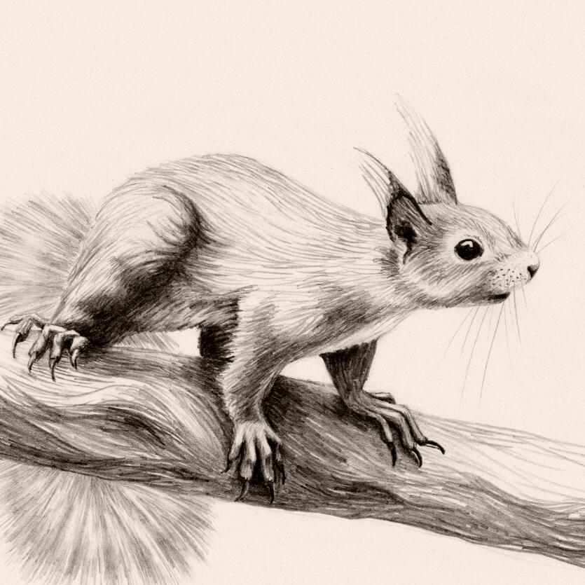 Illustrationer / flora & fauna