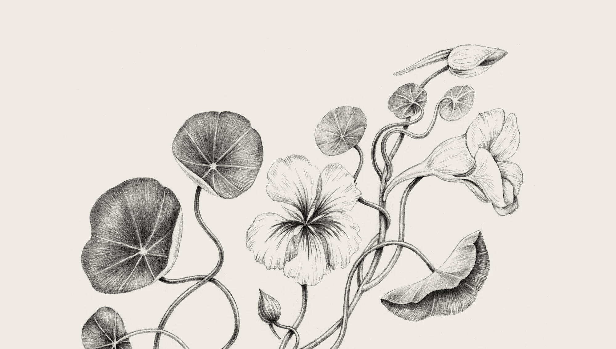 Sigridsminde / illustrationer