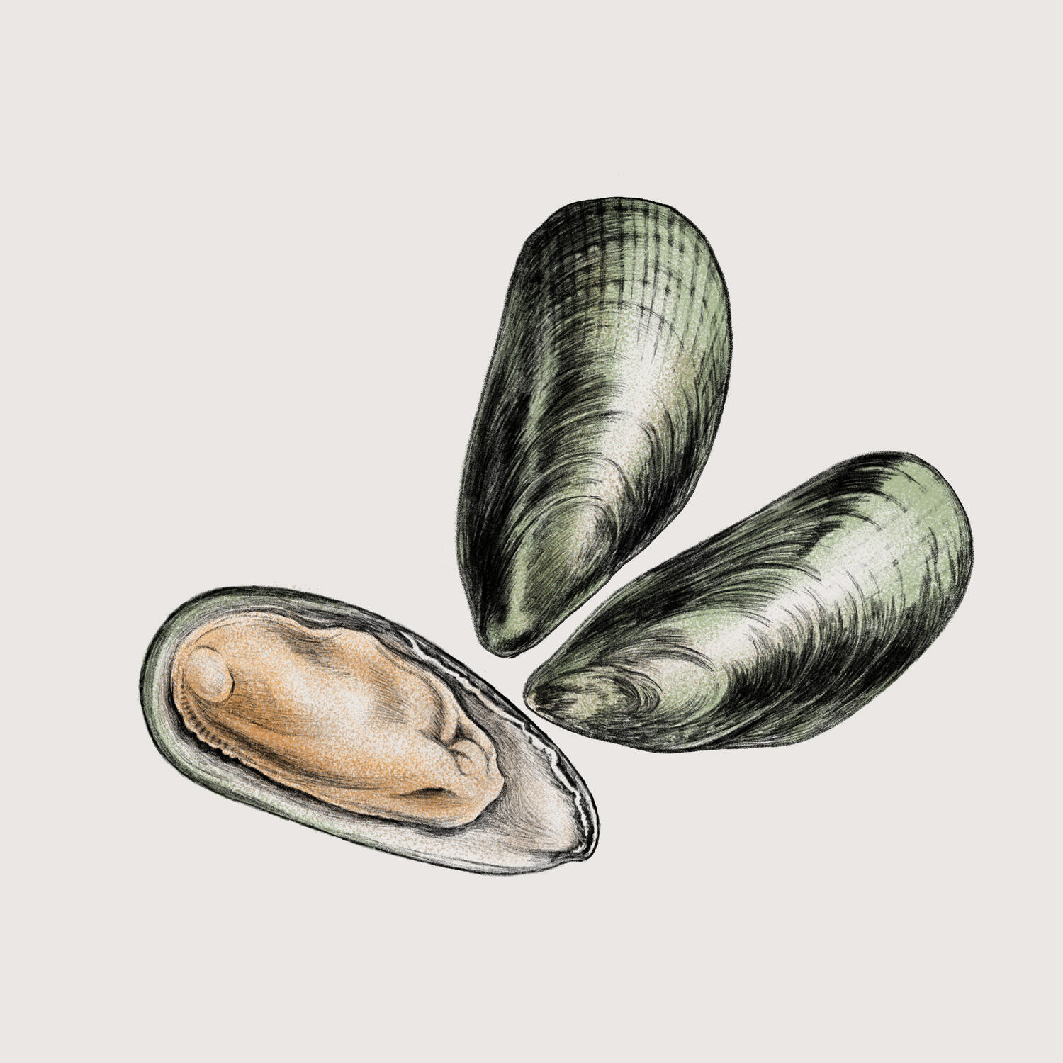 Green Lipped Mussels