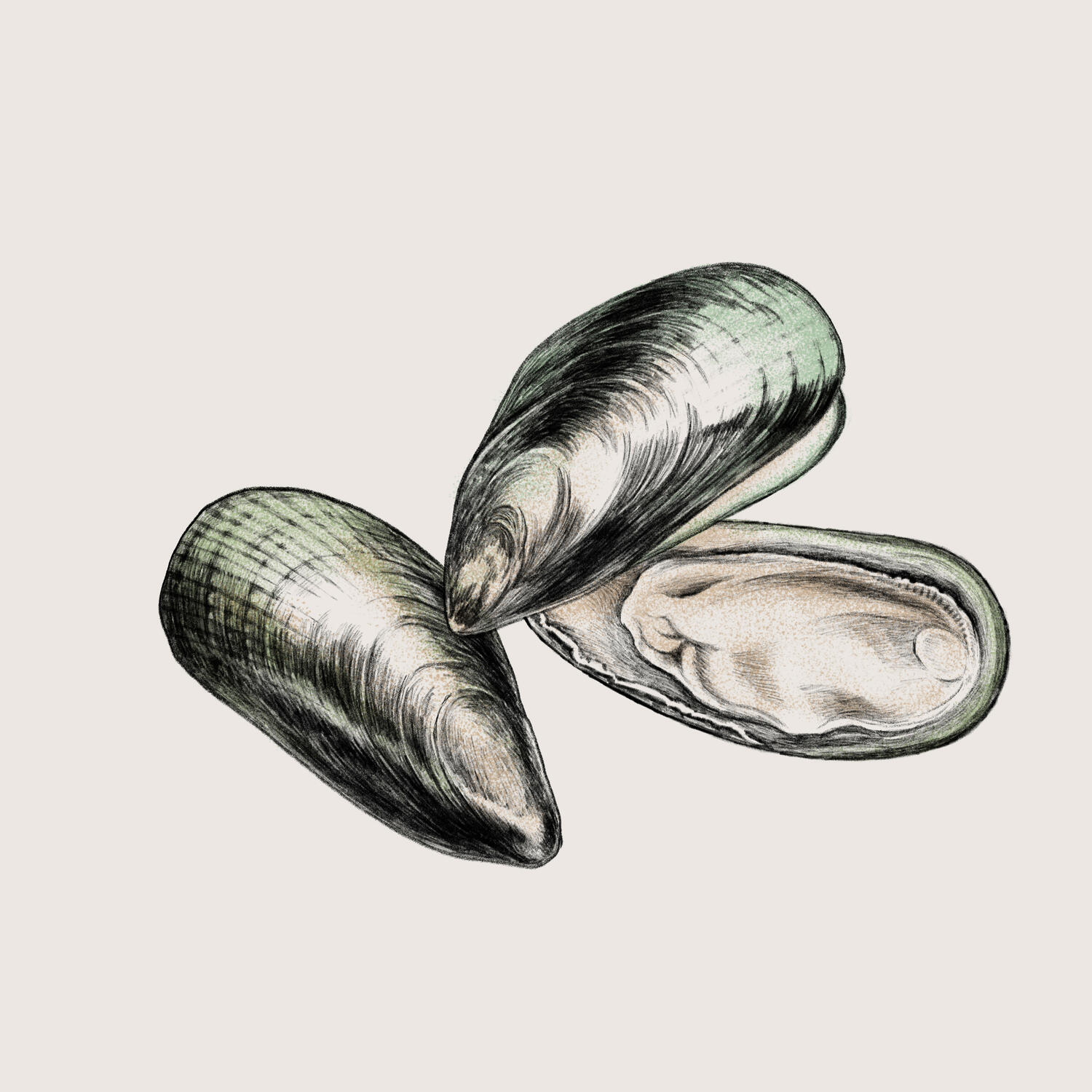 Green Lipped Mussels