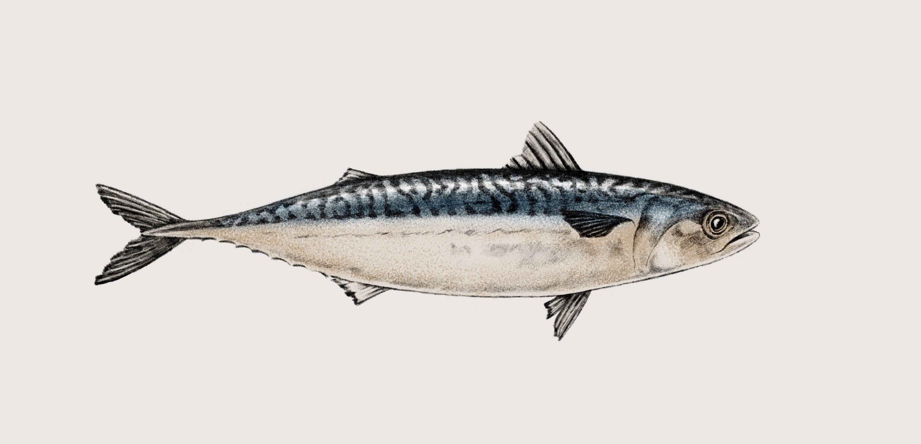 Makrel / Mackerel
