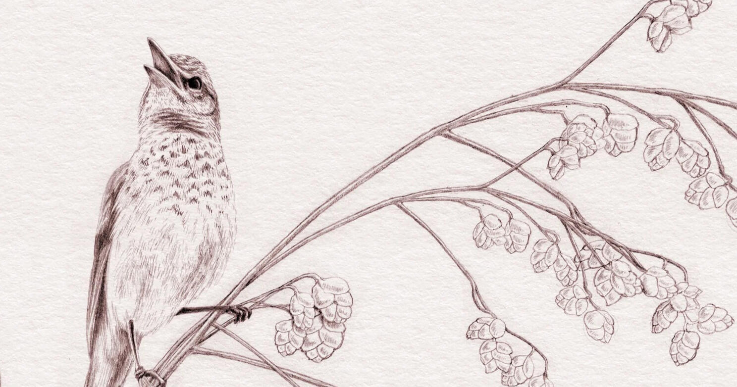 Detalje med lærke og hjertegræs - illustration Anne Løvenskjold