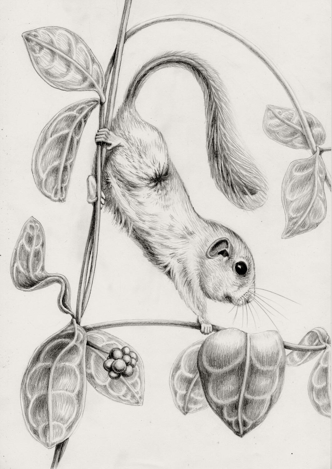 Illustration Anne Løvenskjold