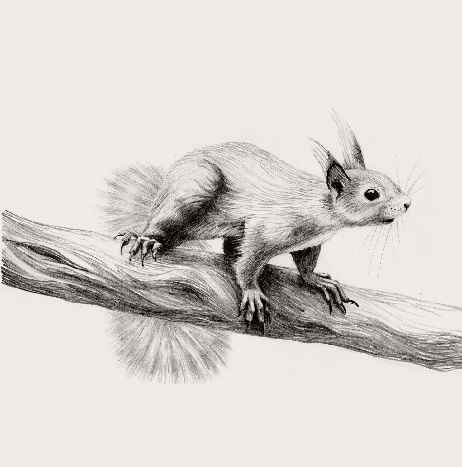 Illustration Anne Løvenskjold