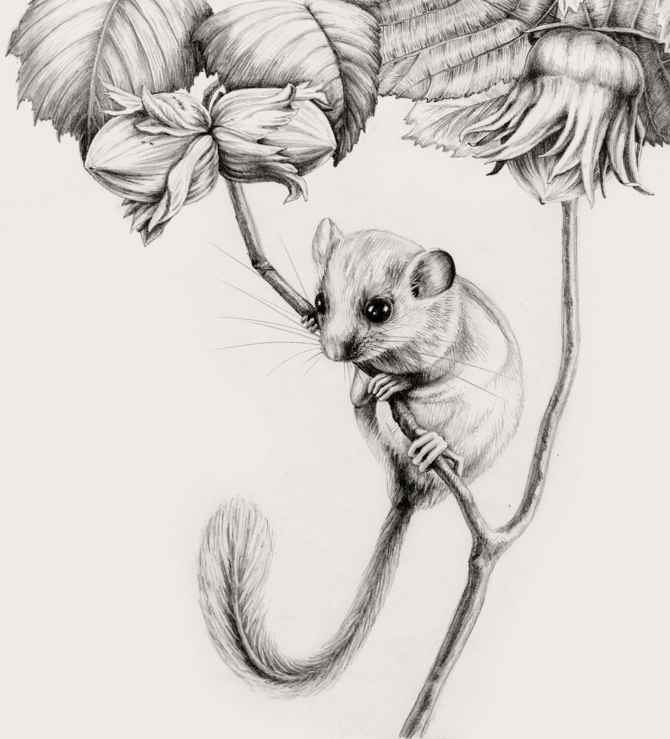 Illustration Anne Løvenskjold